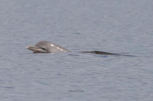 a dolphin is swimming in the water at Cabañas eco lógicas mu'ü in Loreto Mocagua