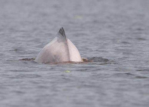 a white dolphin swimming in the water at Cabañas eco lógicas mu'ü in Loreto Mocagua