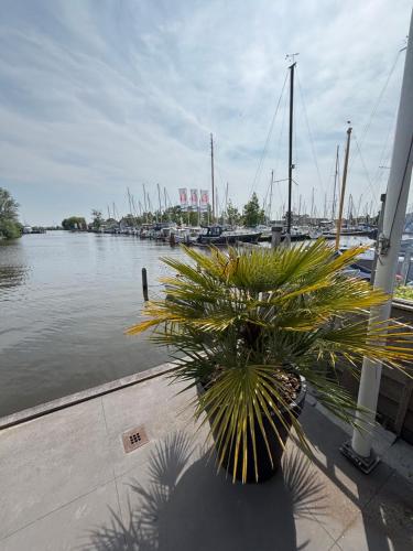 a palm tree sitting next to a marina with boats at Appartementen De Helling 44 in Heeg