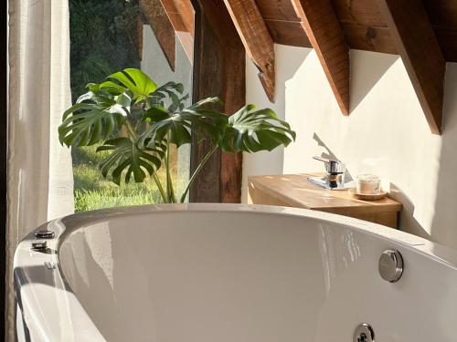 Cabana Com Hidro Na Natureza Em Mariscal 01 في بومبينهاس: حوض استحمام في الحمام مع نبات الفخار