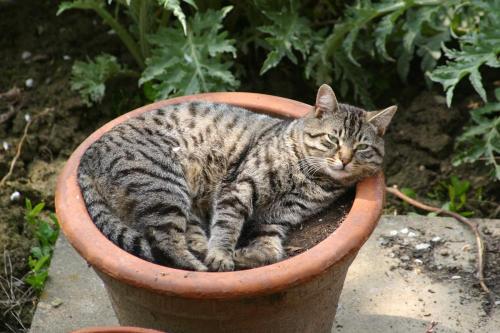 a cat is laying in a flower pot at Agriturismo San Domenico-Il Roseto in Radicondoli