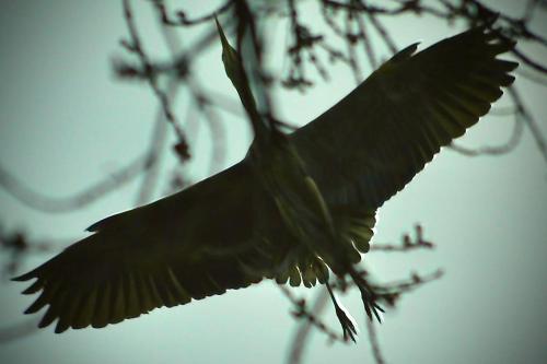 a bird flying in the air near a tree at Agriturismo La Bisa in Trecenta