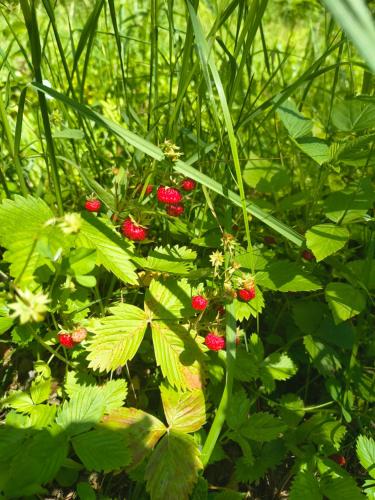 a bunch of red berries on a plant with green leaves at Hacienda domek całoroczny z jacuzzi w lesie pod Rzeszowem in Strzyżów