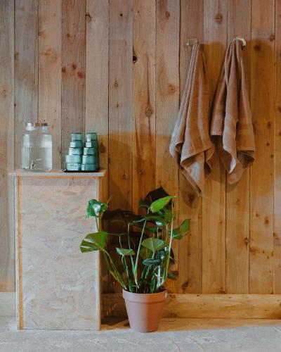 a plant in a pot next to a wooden wall at Sirius in Kelsall
