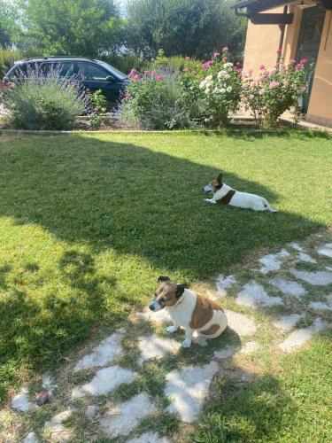 two dogs laying in the grass in a yard at Casa Isabelle in Canneto