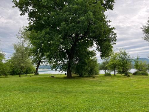 a large tree in a field with green grass at wallerseehomes 121 in Baierham