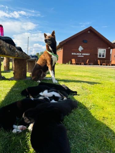 a dog jumping over a group of dogs laying in the grass at Holmen Husky Lodge in Alta