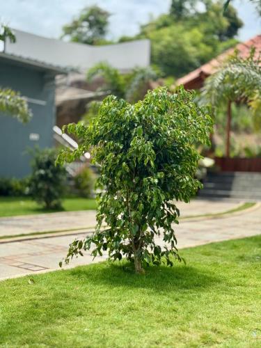 a tree in a yard with a frisbee in the air at KS Valley in Rāmanagaram
