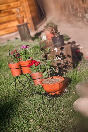 a group of potted plants sitting on the grass at Piedra Wasi Ecolodge Urubamba in Urubamba