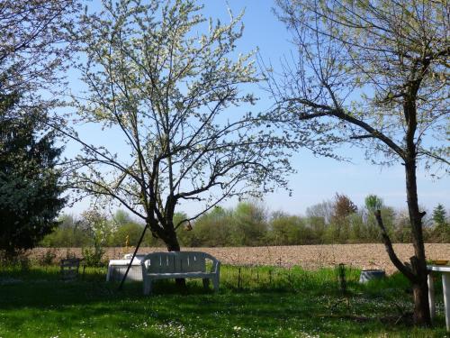 a park bench sitting in the grass next to a tree at Jardin Fleuri in Lingolsheim