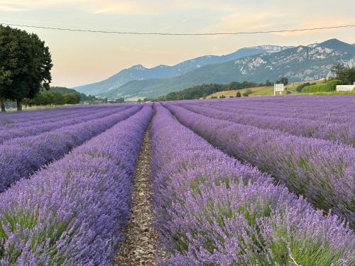 a field of lavender with mountains in the background at Chambre d'hôtes AU CHAUVET in Bésayes