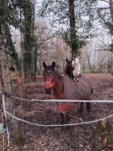 a horse with two dogs sitting on its back at Gite de vacance perigord in Saint-Aubin-de-Nabirat