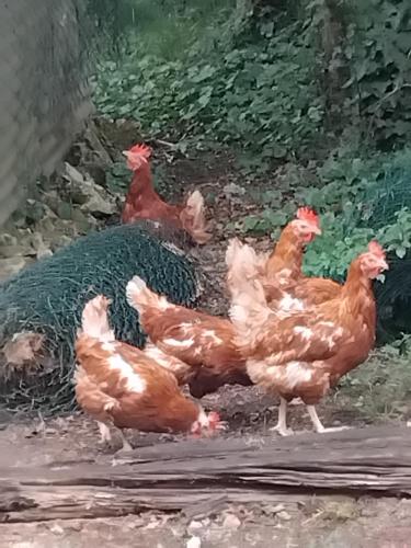 a group of brown chickens standing in the dirt at Gite de vacance perigord in Saint-Aubin-de-Nabirat