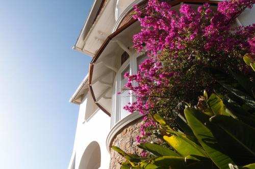 a bunch of purple flowers on the side of a building at Abbey Manor Luxury Guesthouse in Cape Town