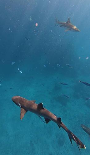 a whale shark swimming in the ocean with fishes at Kara's Homestay in Yalombi