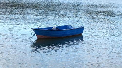 a dog sitting in a blue boat in the water at The Park Lodge in Kinsale