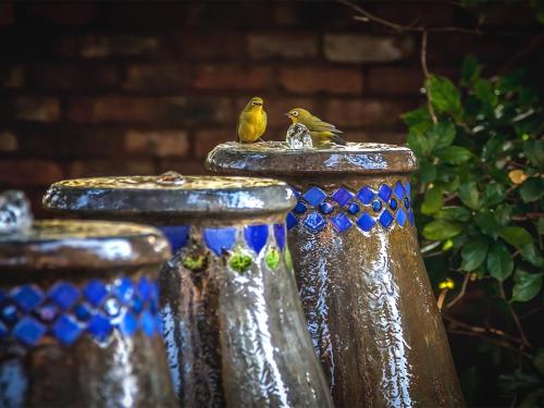a couple of birds sitting on top of vases at Waters on Willows in Pretoria