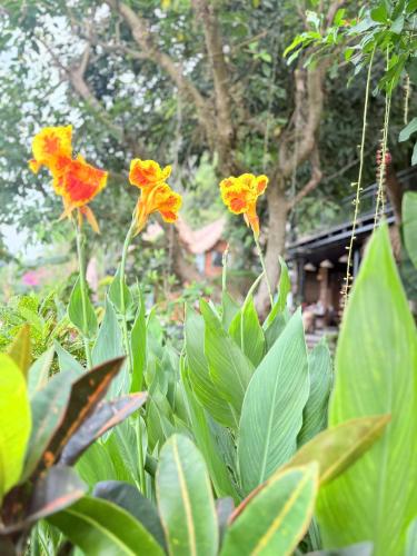 a group of yellow flowers with green leaves at Tam Coc Golden Fields in Ninh Binh