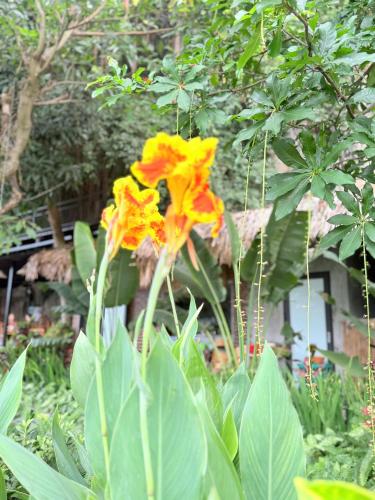 a group of yellow and orange flowers in a garden at Tam Coc Golden Fields in Ninh Binh