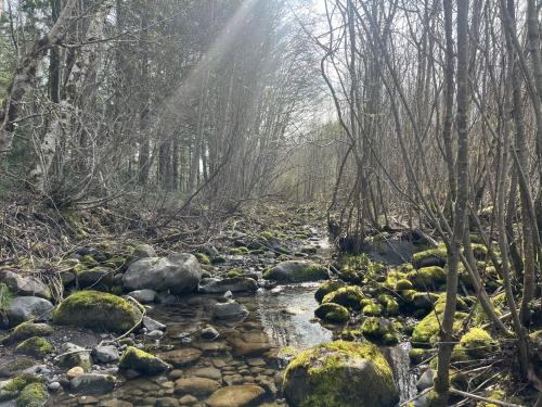 a stream in the woods with rocks and trees at Lupine Chalet in Rhododendron