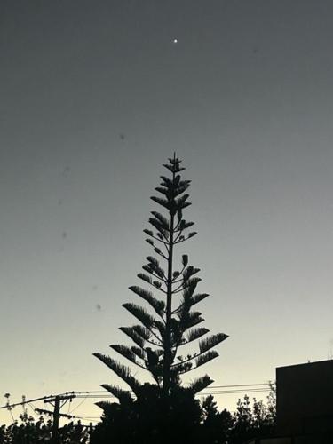a tall tree with birds sitting on top of it at Otago Peninsula Paradise in Dunedin