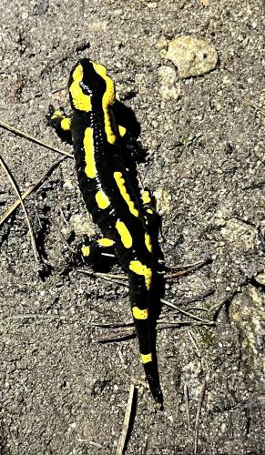 a yellow and black scorpion on the road at Gite à la ferme, Domaine Solio in Satillieu