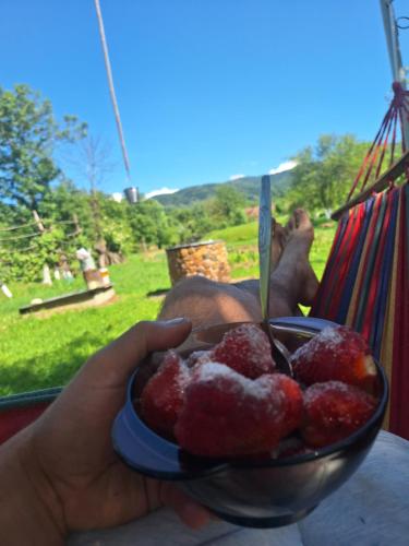 a person holding a bowl of strawberries in a hammock at Casa Maria in Costeşti