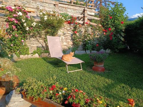 an orange cat sitting on a chair in a yard at Casa Richardette Relax in the Woods in Sauze d'Oulx