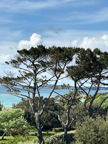 deux arbres sur une colline avec l'océan en arrière-plan dans l'établissement Ananas, à Saint-Gildas-de-Rhuys