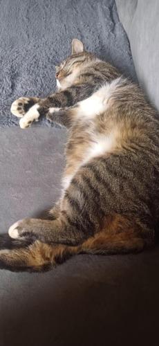 a cat is laying on a couch at Noclegi Tomaszkowo in Tomaszkowo
