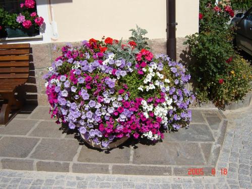 a bunch of flowers in a flower pot at Hotel Stella Alpina in Moena
