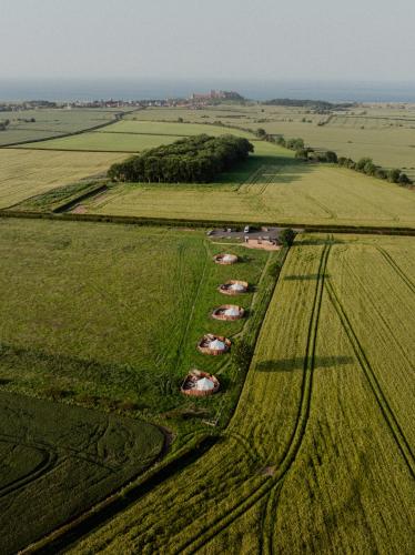 a group of cows grazing in a field at Bamburgh Under Canvas in Bamburgh