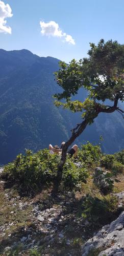 a tree on top of a mountain with a view at Domaine Les Trois Biches in Groisy