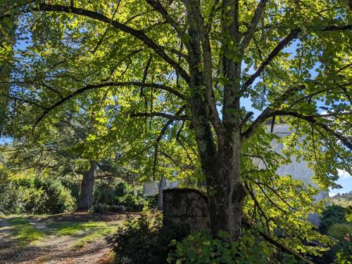 un arbre assis à côté d'un mur de pierre à côté d'une maison dans l'établissement La Carrétale, à Saint-Vincent-Rive-dʼOlt