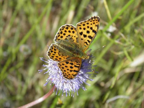 a butterfly is sitting on a purple flower at Casa Rural El Dolmen in Bernúy-Salinero