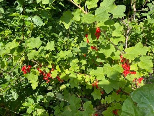 a bunch of red berries on a bush with green leaves at Retro Idyll And Bird Sounds In Quiet Oasis in Asperup