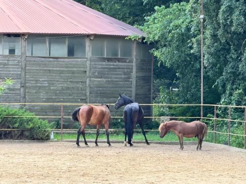 three horses are standing in front of a barn at Hotel Doi Haiduci in Orhei