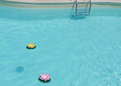 two flowers are floating in a swimming pool at Eclissi casa vacanza LUNA in Casalini
