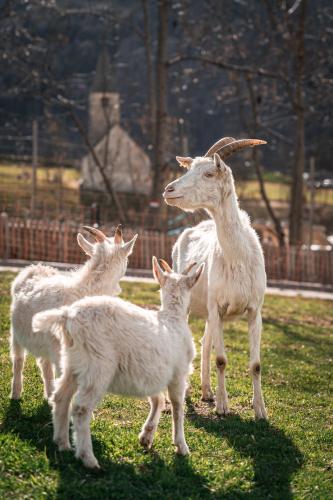 a group of goats standing in a field at Maraias-Farm in Malles Venosta