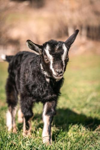 a baby goat standing in a field of grass at Maraias-Farm in Malles Venosta