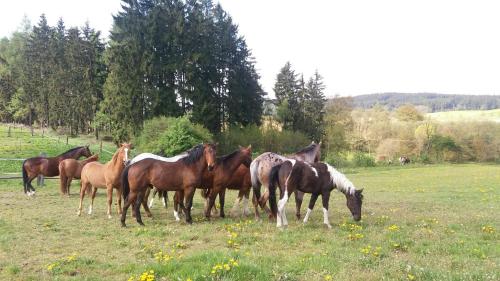 Fotografie z fotogalerie ubytování Q Ranch v destinaci Bezděkov