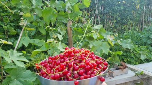 a bucket full of cherries in a garden at PINE COTTAGE- 5 minutes Francorchamps - charme -piscine-calme-jardin in Sart