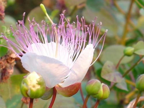 a pink flower on a plant with green buds at CasaEolia Blues in Canneto