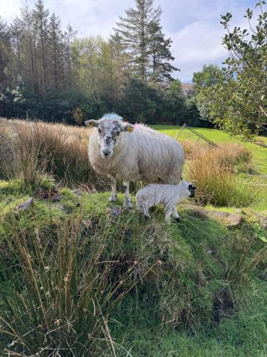 a sheep standing next to a baby lamb in a field at Little Heaven shepherds hut in Glengarriff
