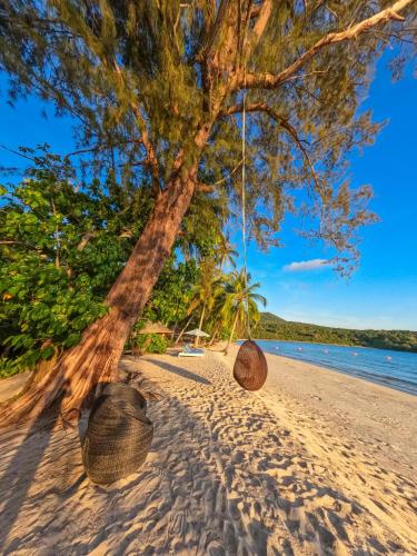 a tree on the beach with two baskets at Mafiya Resort in Koh Rong Island