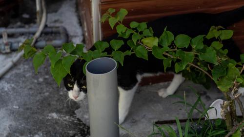 a black and white cat standing next to a plant at 伊那部海景民宿 Inapu Ocean View B&B in Lanyu