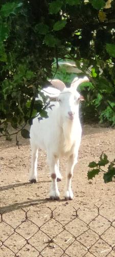 Mascotas con sus dueños en L'Escapade de JOS , chambres et table d'hôte