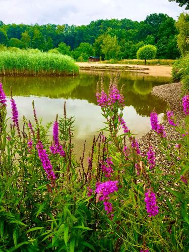 a body of water with pink flowers in the foreground at Fewo Linz in Frensdorf