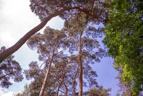 a group of tall trees looking up into the sky at Stately Home in Magdalenka Warsaw in Magdalenka