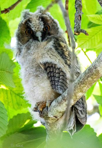 un hibou assis sur une branche d'arbre dans l'établissement Gite, à Saint-Maurice-près-Pionsat
